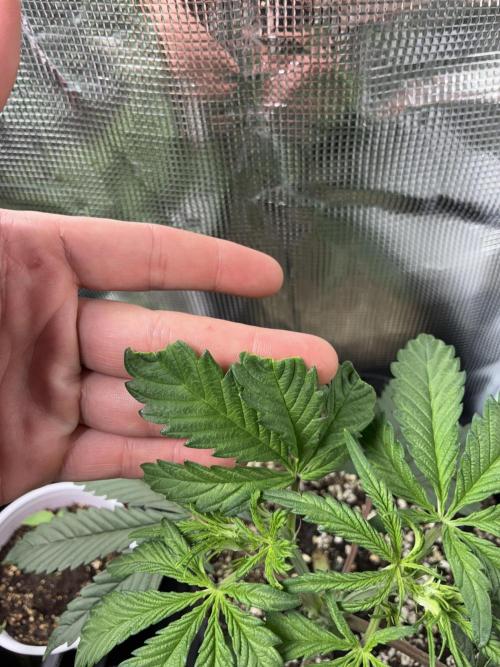 First four plants seed to harvest!. Week 6 - Stunted plant coming back to life !!!