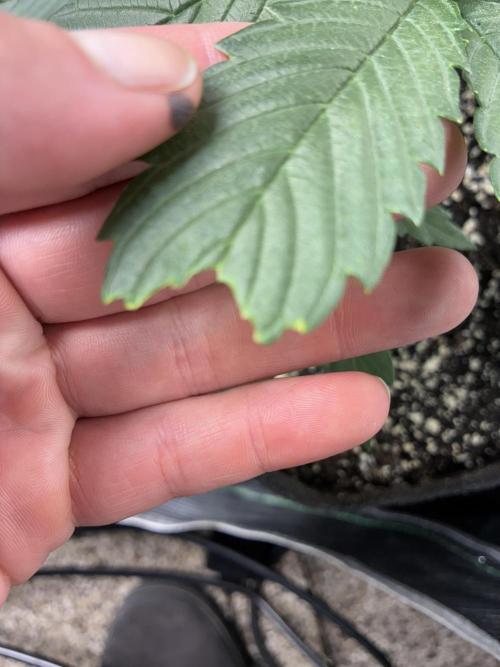 First four plants seed to harvest!. Week 6 - More missing leaf 