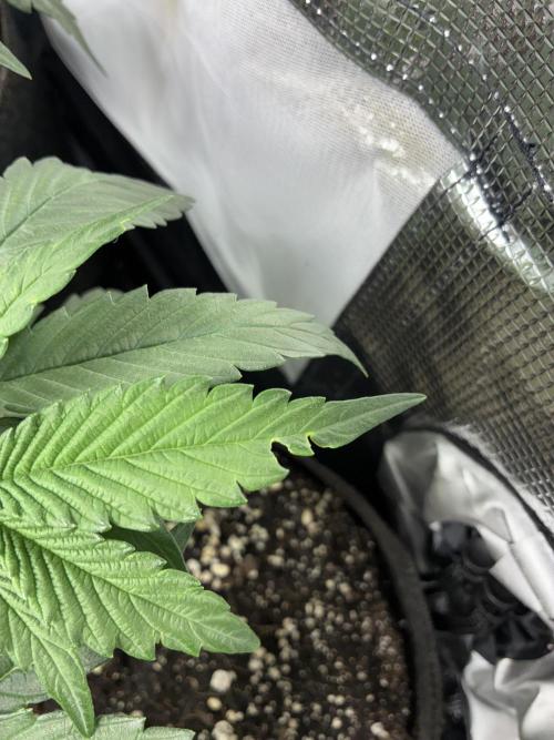 First four plants seed to harvest!. Week 6 - Missing leaf for me wondering what’s the cause. Don’t think it’s bugs it stopped