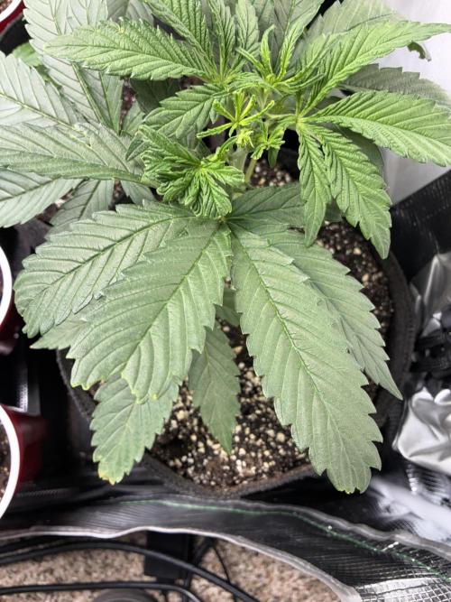 First four plants seed to harvest!. Week 6 - More missing leaf