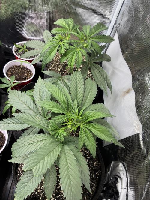 First four plants seed to harvest!. Week 6 - Beautiful growth