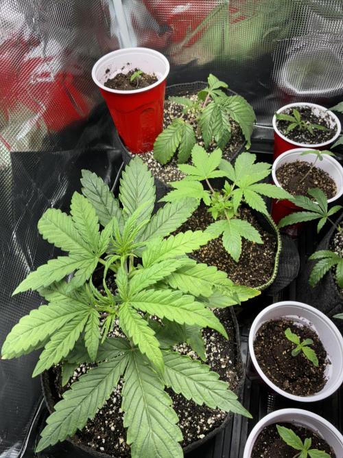 First four plants seed to harvest!. Week 6 - Columbian gold