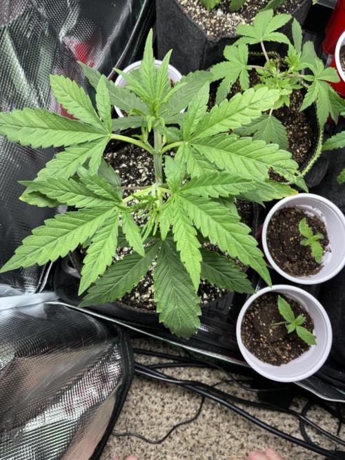 First four plants seed to harvest!. Week 6 - Columbian gold