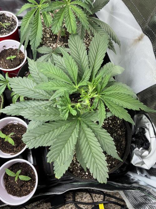 First four plants seed to harvest!. Week 6 - Columbian gold