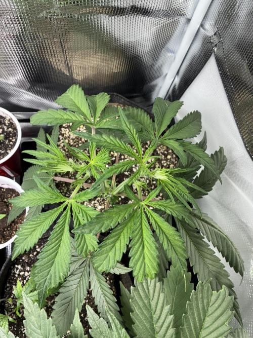 First four plants seed to harvest!. Week 6 - White widow