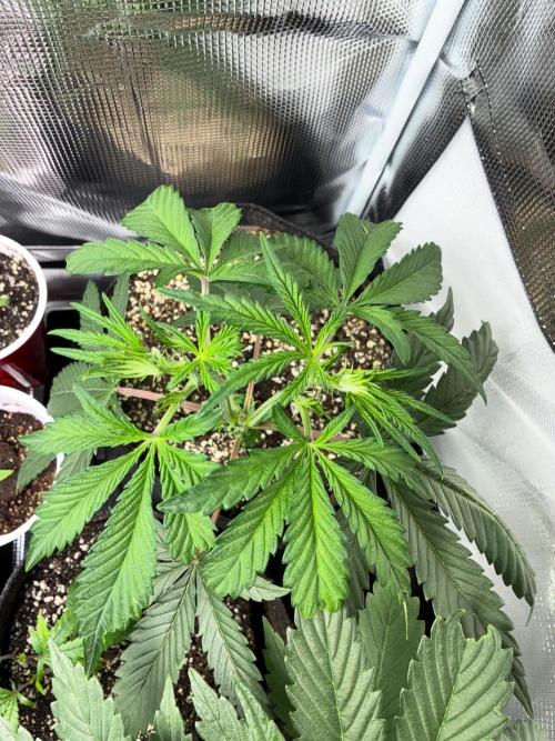 First four plants seed to harvest!. Week 6 - White widow