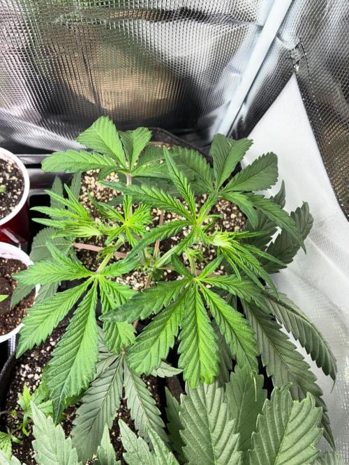 First four plants seed to harvest!. Week 6 - White widow