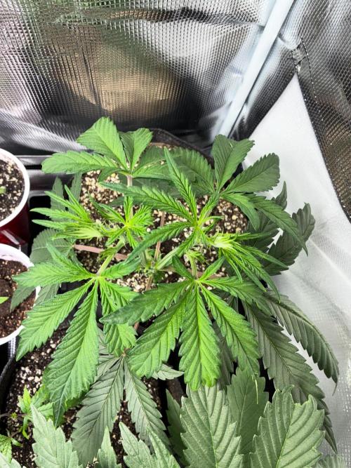 First four plants seed to harvest!. Week 6 - White widow