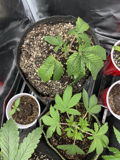 First four plants seed to harvest!. Week 6 - Stunted growing