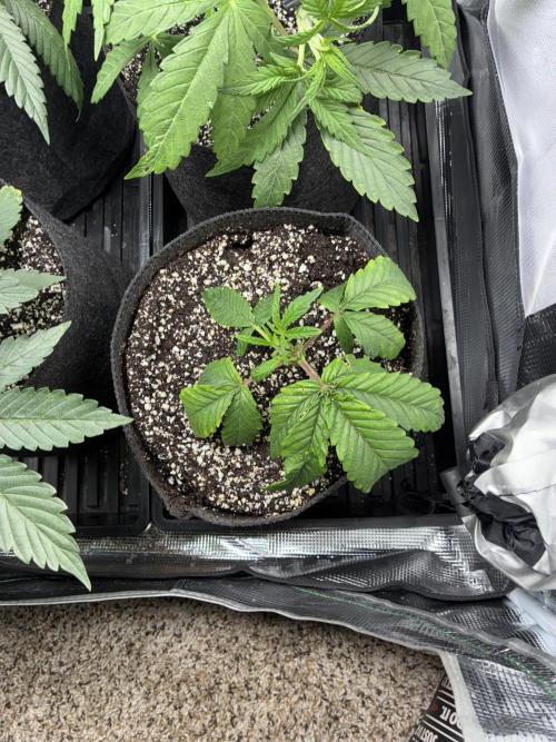 First four plants seed to harvest!. Week 7 - Growing more and more on the stunted girl 