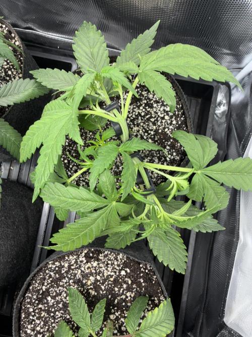 First four plants seed to harvest!. Week 7 - Bud clipped our beautiful lady