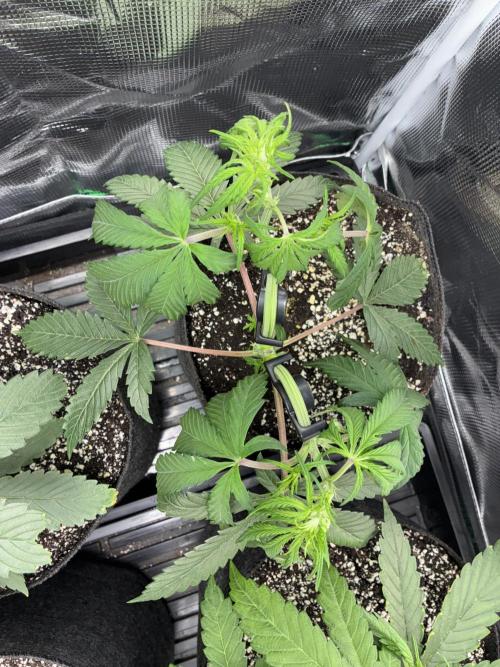 First four plants seed to harvest!. Week 7 - More bud clips