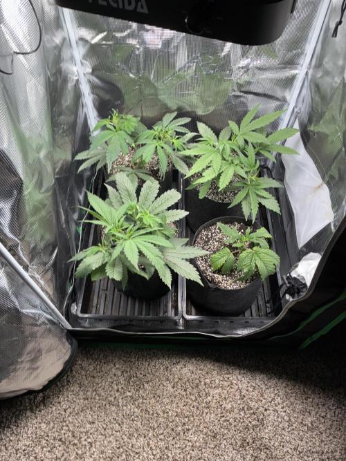 First four plants seed to harvest!. Week 7 - Lookin beautiful