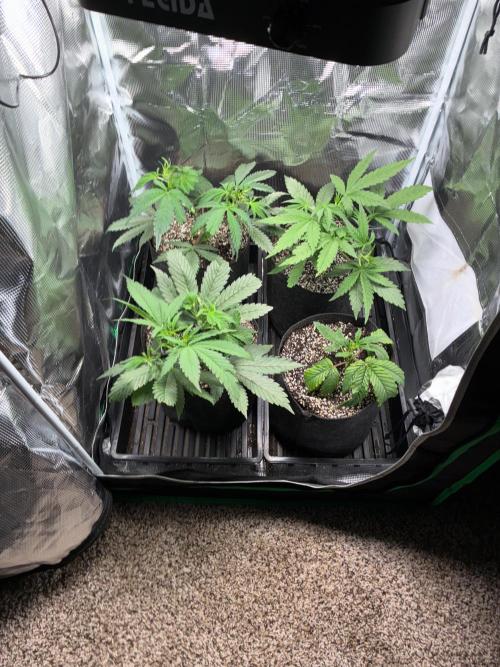 First four plants seed to harvest!. Week 7 - Beautiful ladies