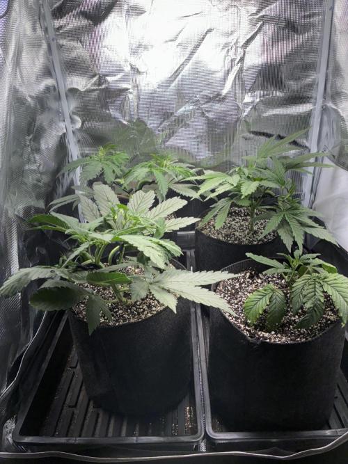 First four plants seed to harvest!. Week 7 - Lookin beautiful girls