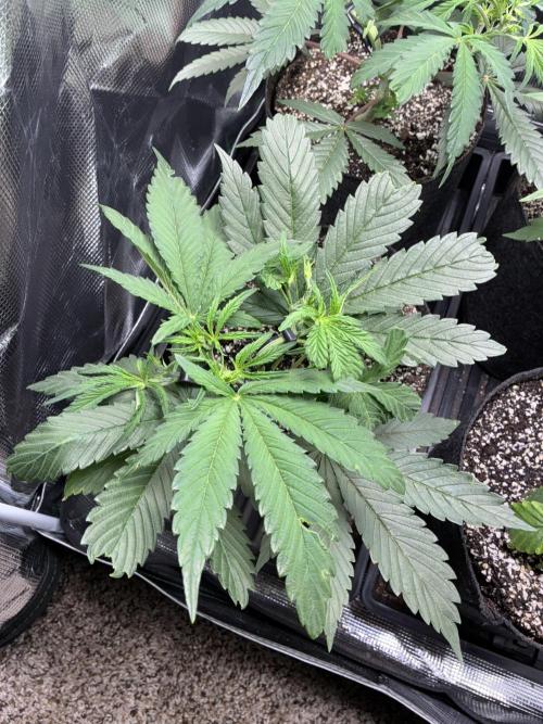 First four plants seed to harvest!. Week 7 - Columbian gold