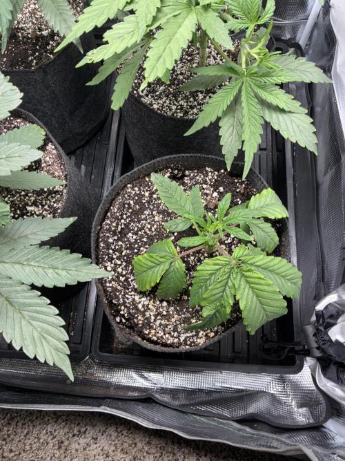 First four plants seed to harvest!. Week 7 - Growth on stunter