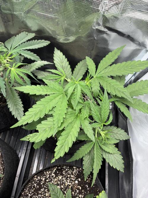 First four plants seed to harvest!. Week 7 - Columbian gold