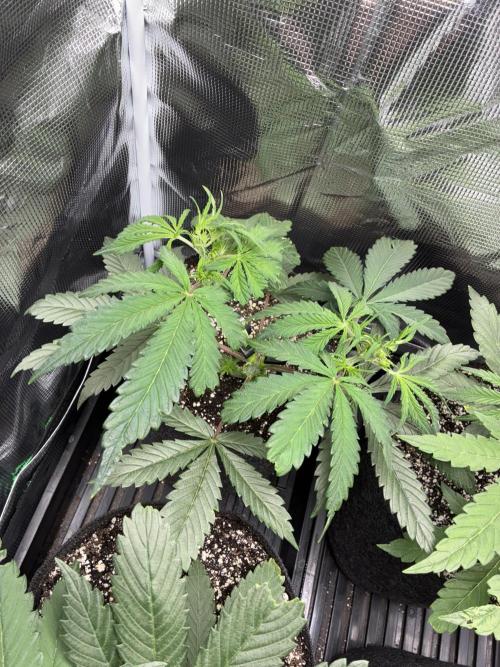 First four plants seed to harvest!. Week 7 - White widow got triggered into flower by last top