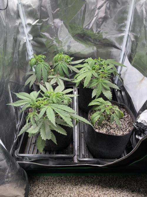 First four plants seed to harvest!. Week 7 - Beautiful girls