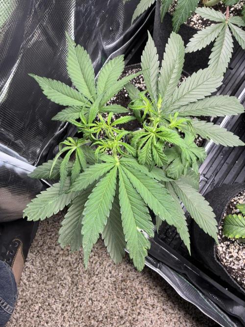 First four plants seed to harvest!. Week 7 - Columbian gold