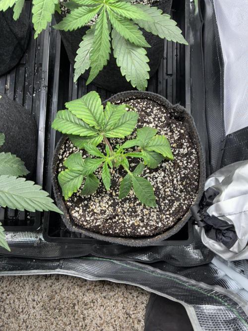 First four plants seed to harvest!. Week 7 - Stunted Columbia gold growth