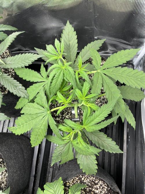 First four plants seed to harvest!. Week 7 - Columbian gold