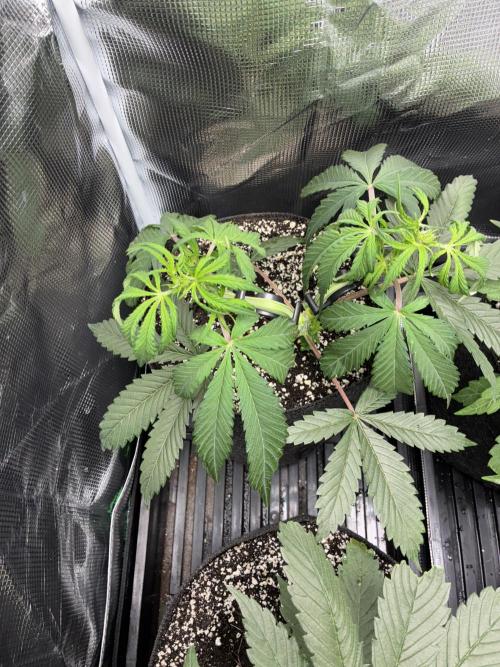 First four plants seed to harvest!. Week 7 - White widow starting early flower