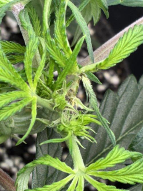 First four plants seed to harvest!. Week 7 - Early flower