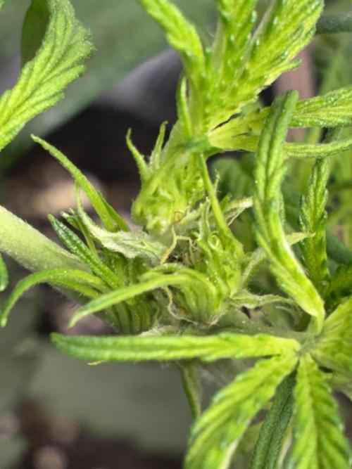 First four plants seed to harvest!. Week 7 - Early flower