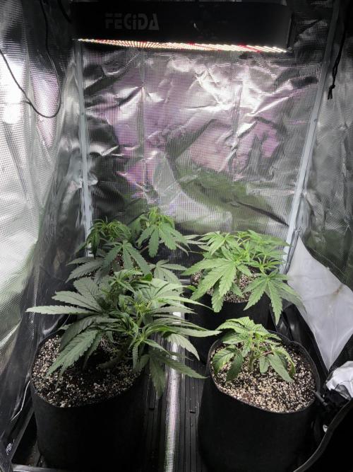 First four plants seed to harvest!. Week 7 - Beautiful ladies