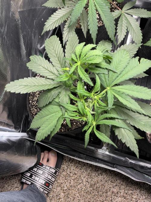 First four plants seed to harvest!. Week 7 - Columbian gold