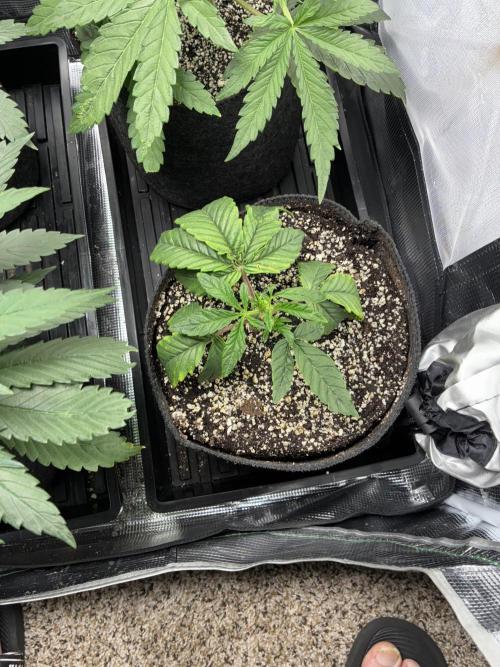 First four plants seed to harvest!. Week 7 - Nice growth on stunted lady