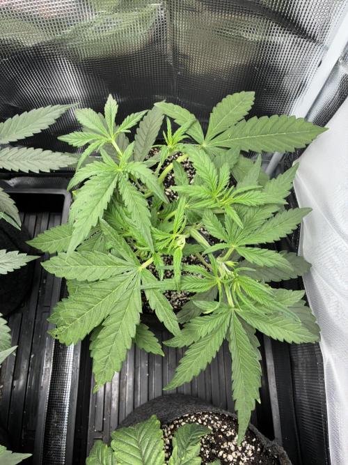 First four plants seed to harvest!. Week 7 - Columbian gold