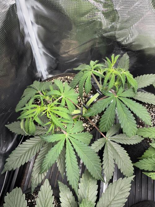 First four plants seed to harvest!. Week 7 - White widow early flower was triggered. Learning from mistakes