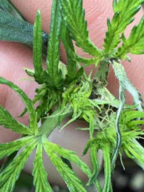 First four plants seed to harvest!. Week 7 - Early flower