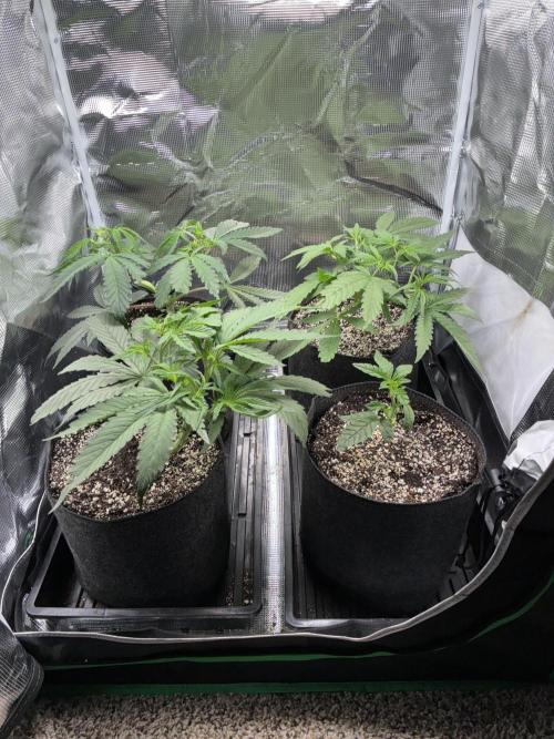 First four plants seed to harvest!. Week 7 - Lookin beautiful ladies