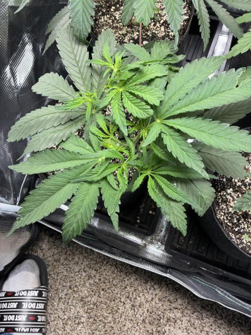 First four plants seed to harvest!. Week 7 - Columbian gold