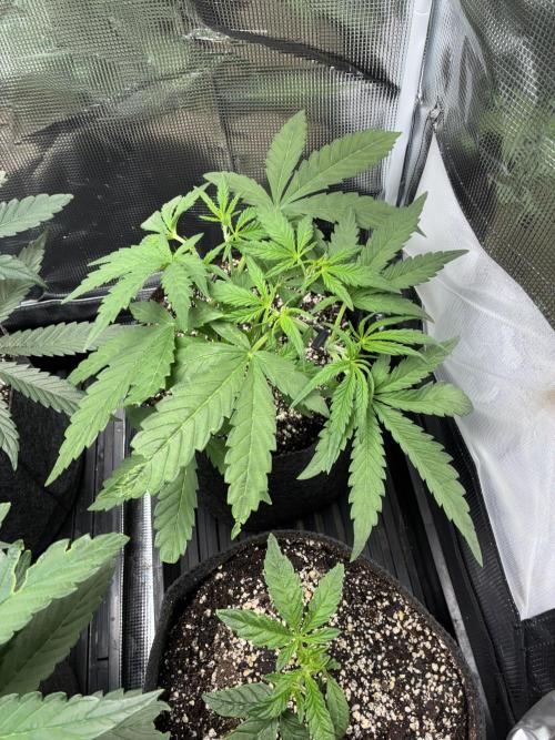 First four plants seed to harvest!. Week 7 - Columbian gold