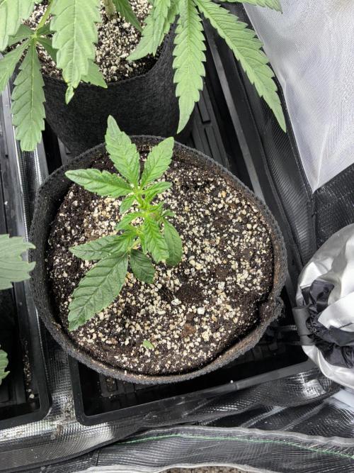 First four plants seed to harvest!. Week 7 - Stunted Columbian gold with new growth