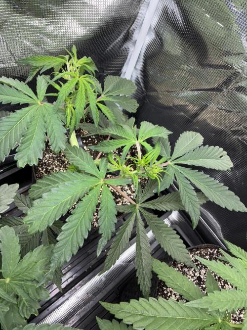 First four plants seed to harvest!. Week 7 - White widow triggered into early flower