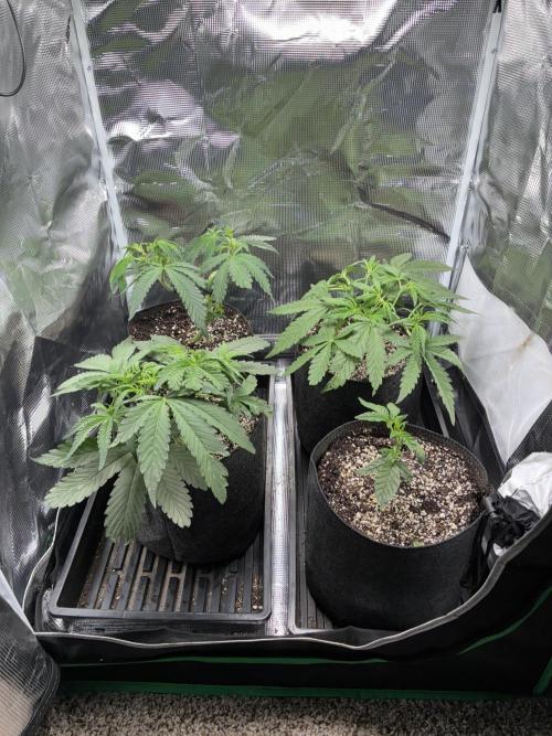 First four plants seed to harvest!. Week 7 - Beautiful ladies