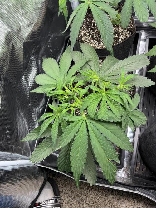 First four plants seed to harvest!. Week 7 - Columbian gold