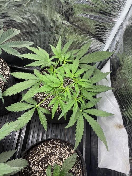 First four plants seed to harvest!. Week 8 - Beautiful explosive growth.  Columbian gold