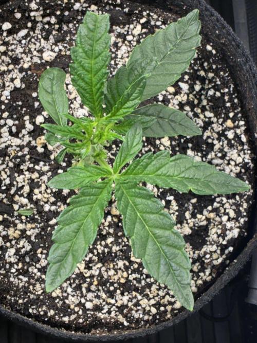 First four plants seed to harvest!. Week 8 - Nice explosive growth from stunted Columbian gold