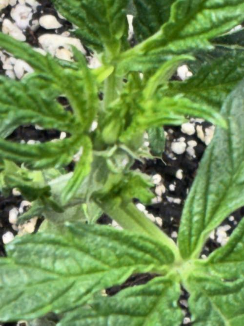 First four plants seed to harvest!. Week 8 - Starting early flower in stunted Columbian gold