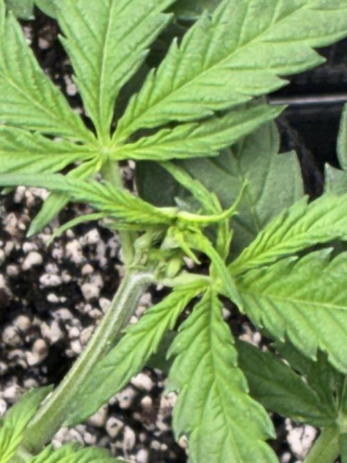 First four plants seed to harvest!. Week 8 - Early flower in Columbian gold