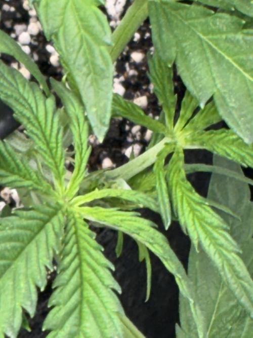 First four plants seed to harvest!. Week 8 - Columbian gold