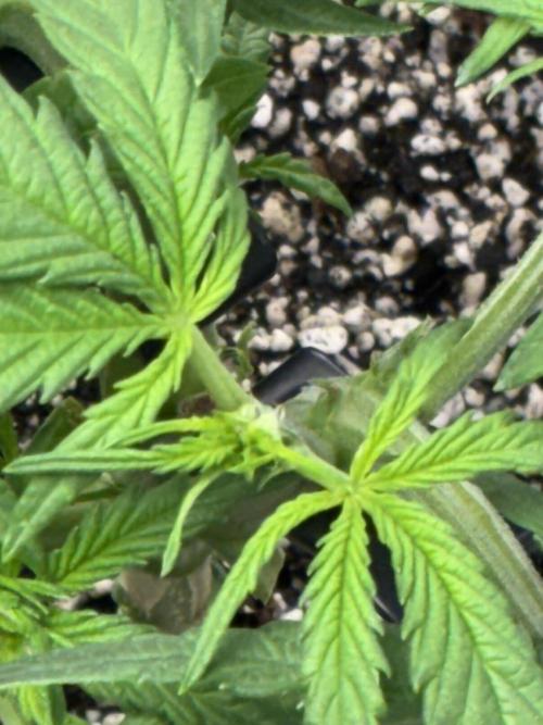 First four plants seed to harvest!. Week 8 - Early flower Columbian gold