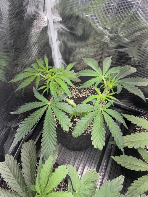 First four plants seed to harvest!. Week 8 - White widow growing up